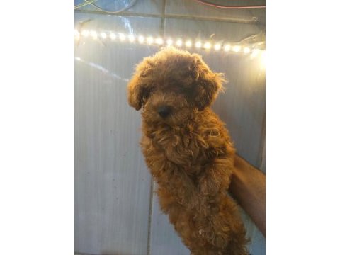 Sevimli ve oyuncu poodle yavrularımız