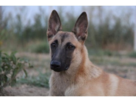 Fcı b şecere dişi malinois 10 aylık