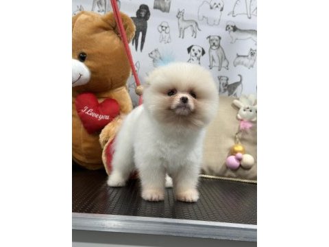 Orijinal safkan şecereli pomeranian boo yavrular