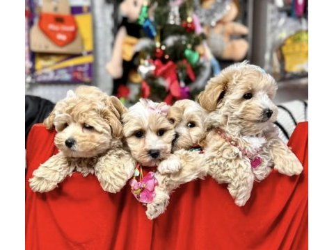 Orjinal büyümeyen maltipoo yavrular