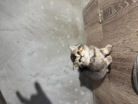 Scottish fold golden tabby