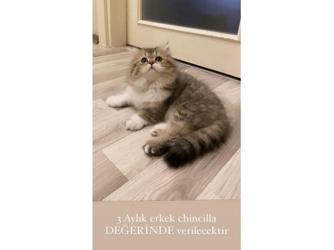 Erkek chinchilla