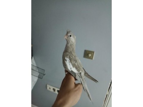 Yavru sultan papağanımız