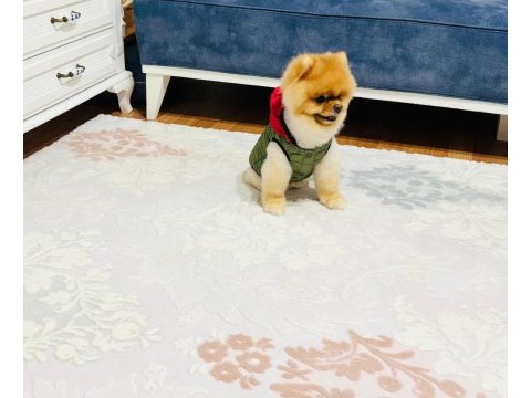 Üst kalite pomeranian