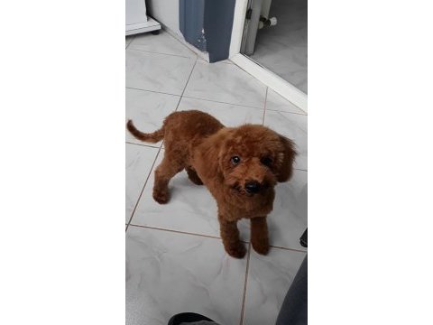 Yakışıklı poodle oğlumuz
