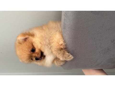Üst düzey pomeranian boo son 3 dişi