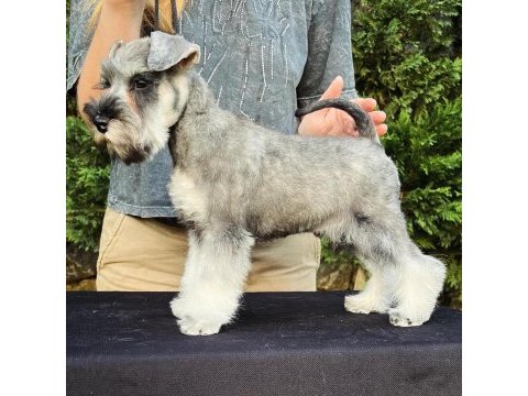 Fcı şecereli miniature schnauzer