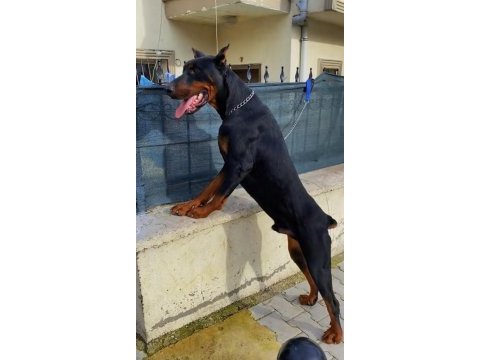 Üst segment yurt dışı hypertype doberman dişi yavrular