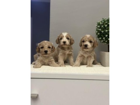 Maltipoo yavrularmız
