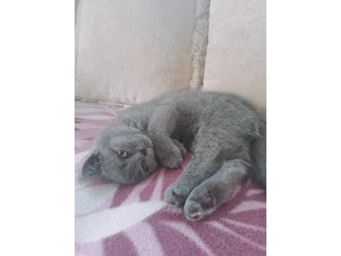 3 aylık british shorthair kedim anne baba bana aittir