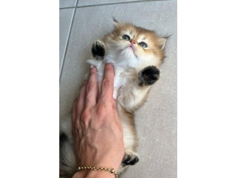Safkan anne ve babadan british longhair