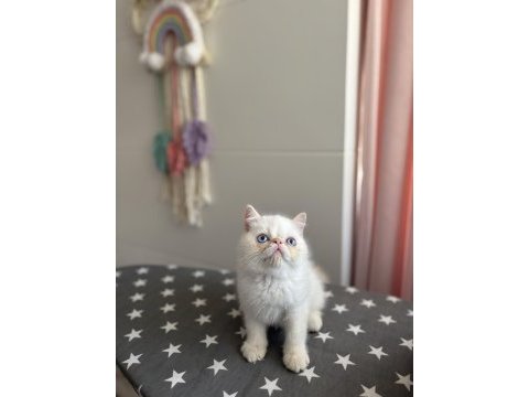 Teslime hazır egzotik shorthair yavrular