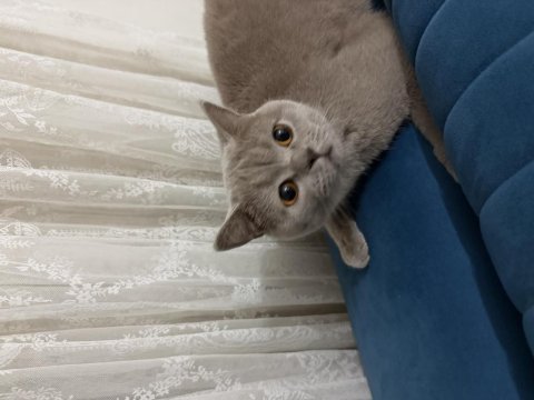 Ücretsiz british shorthair sahiplendirme