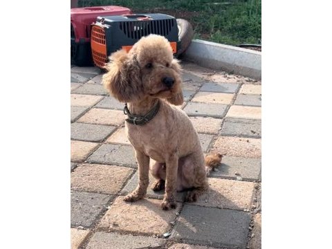 Yetişkin orjinal toy poodle erkek eğitimli
