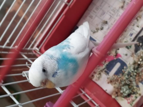 Gebzenin en uygun fiyatina muhabbet kuşu