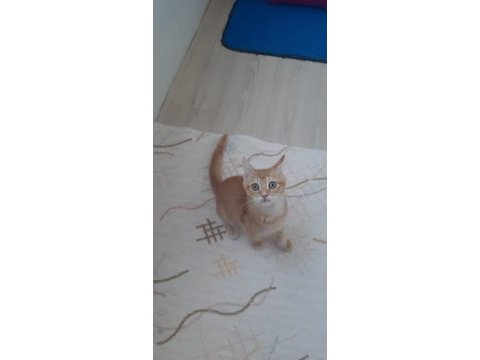 Golden british shorthair
