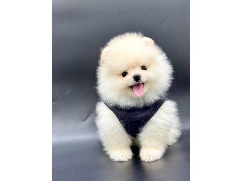 Safkan pomeranian yavruları