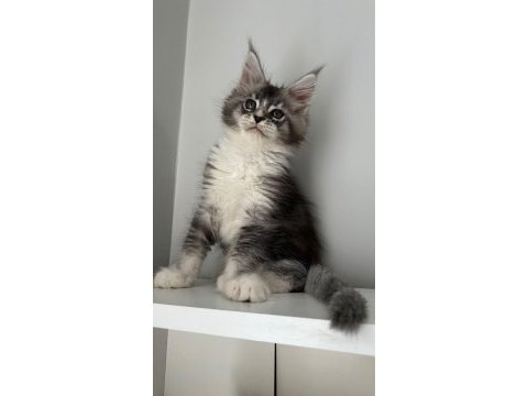Sağlık ve ırk garantili minik dev kediler