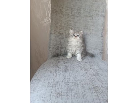 Anne baba scrli a kalite british longhair yavrularımız