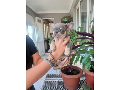 French bulldog bebek köpekler