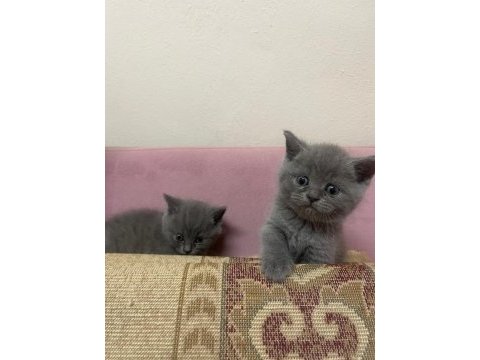 Safkan british shorthair yavrularımız yeni yuvalarına hazır
