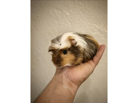 Safkan tricolor coronet ginepig bebek