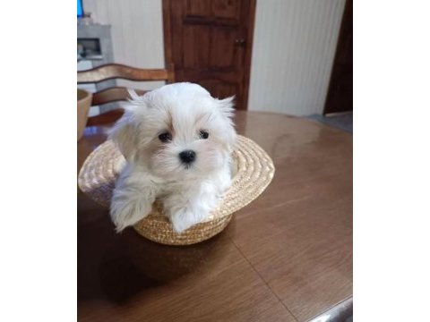 Pamuk şeker o numara maltese