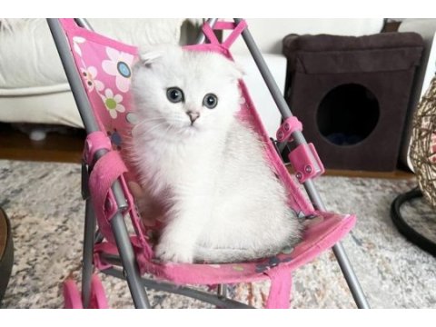 Scottish fold silver yavrularım 