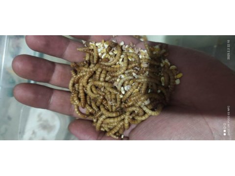 Bıldırcın yumurtası ve bıldırcın