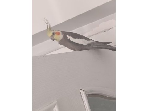 3 yaşında damızlık konuşan erkek sultan papağanı