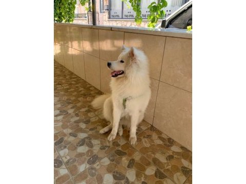 16 aylık dişi samoyed