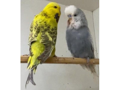 Show jumbo muhabbet kuşu