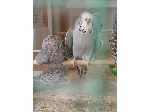 Sahibinden show muhabbet kuşlar