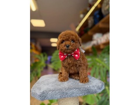 Dişi red toy poodle yavrumuz ufak boy ve sağlık garantili