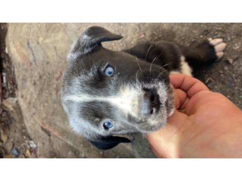 Cane corso yavru köpeğimiz