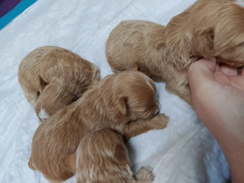 Minyatür maltipoo yavrular