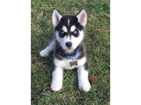 Husky mavi boncuklar gönülleri yakıyor