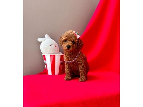 Safkan toy poodle bebekler