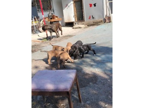 Şampiyon anne babanın cane corso yavruları