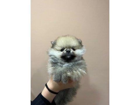 Petmode köpek çiftliğinden teddy pomeranian