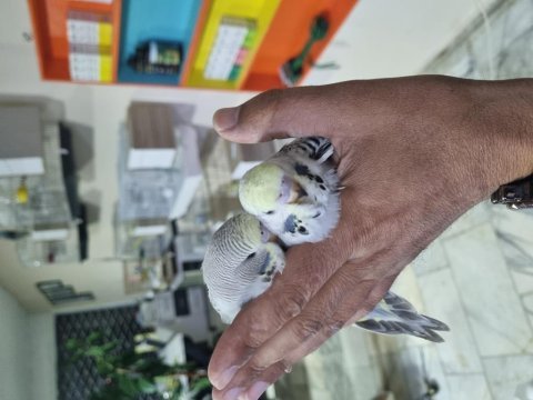 Ele alıştırmalık yeme alışık yeni muhabbet yavrular
