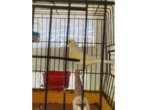Hazir bangir bangir oter durumda sari mozaik kanarya