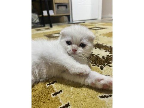 Blue point yavru kediler