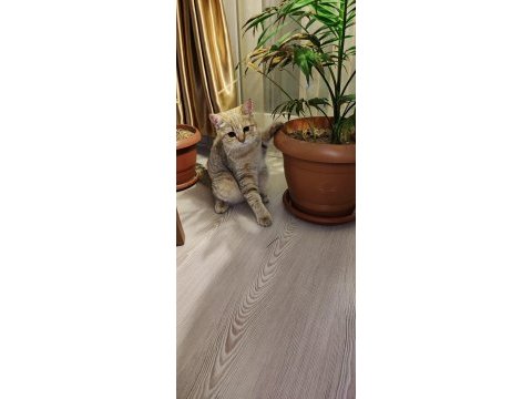 Golden british 2 buçuk yaşında dişi kedi