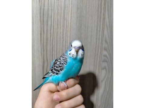 45 günlük ele alışkın sevimli muhabbet kuşu yavruları