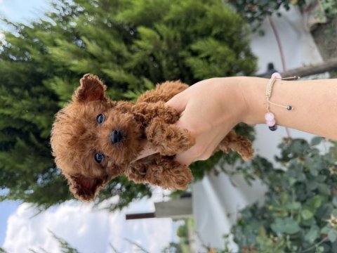 A kalite poodle bebekler