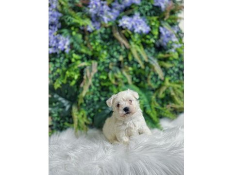 0 numara maltese terrier disi ve erkek yavrularımız