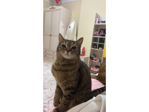 Güzel british shorthair kızıma yuva arıyoruz