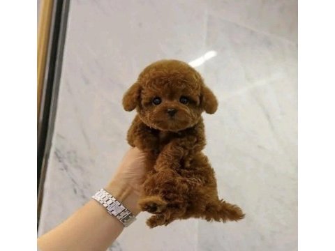 Poodle enerji deposu