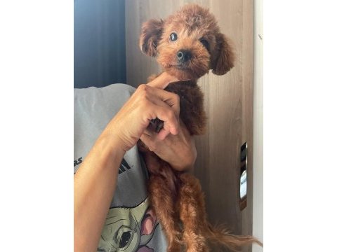 7 aylık erkek teacup boy kore poodle